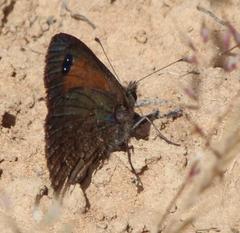 Stygionympha irrorata