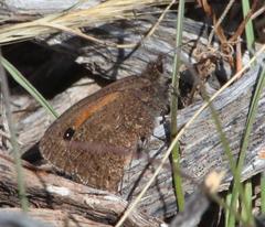 Stygionympha irrorata