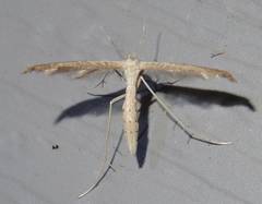 Lioptilodes albistriolatus