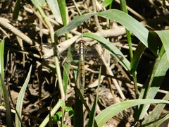 Libellula vibrans