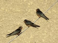 Hirundo rustica