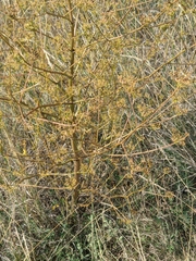 Peucedanum alsaticum