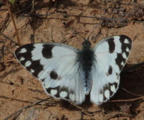 African Meadow White photo 3
