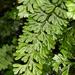 Hymenophyllum tunbrigense - Photo (c) johanbaard,  זכויות יוצרים חלקיות (CC BY-NC)