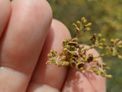 Peucedanum alsaticum