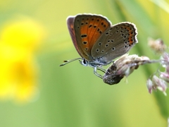 Lycaena candens