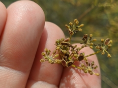 Peucedanum alsaticum