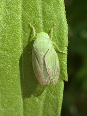 Gypona melanota