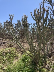 Cylindropuntia calmalliana