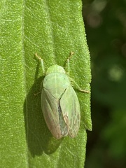 Gypona melanota
