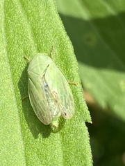 Gypona melanota
