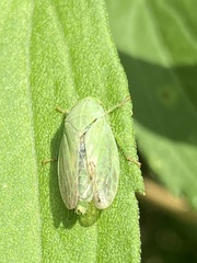 Gypona melanota