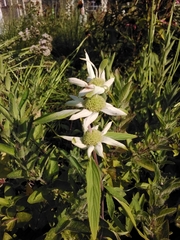 Monarda punctata