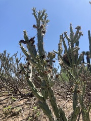 Cylindropuntia calmalliana