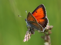 Lycaena candens