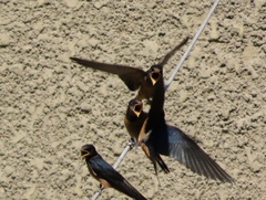 Hirundo rustica
