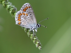Aricia artaxerxes