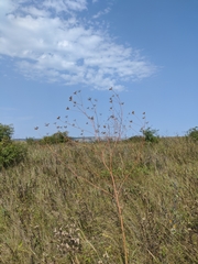 Peucedanum alsaticum