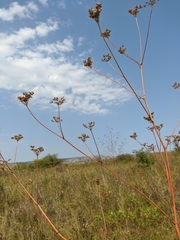 Peucedanum alsaticum