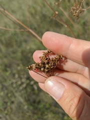 Peucedanum alsaticum