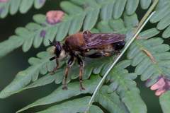Laphria champlainii