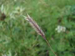 Hordeum brevisubulatum