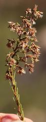 Elytropappus