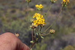 Polycarena aurea