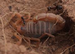 Parabuthus planicauda