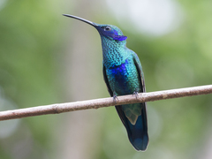 Colibri coruscans