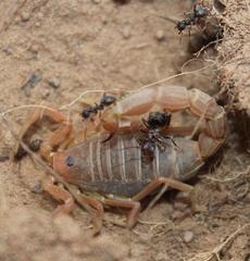 Parabuthus planicauda