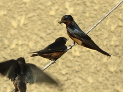 Hirundo rustica