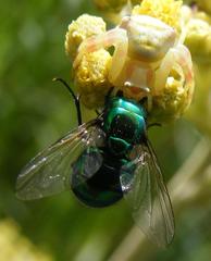 Calliphoridae
