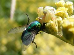 Calliphoridae