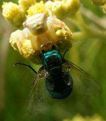 Calliphoridae
