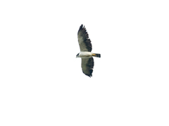 Buteo brachyurus