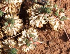Psammotropha frigida