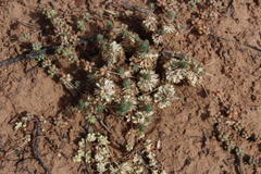 Psammotropha frigida
