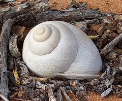 Trigonephrus