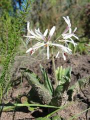 Pelargonium auritum carneum