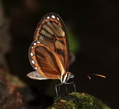 Ithomia iphianassa