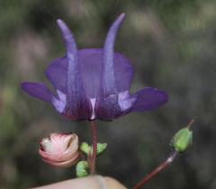 Diascia macrophylla