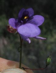 Diascia macrophylla