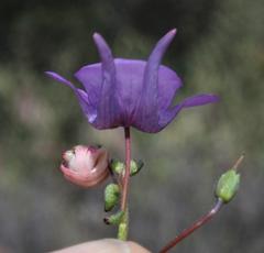 Diascia macrophylla