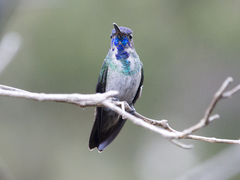 Chrysuronia oenone