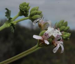 Pelargonium leucophyllum