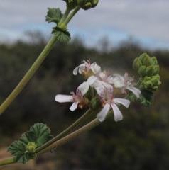 Pelargonium leucophyllum