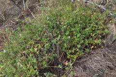 Pelargonium leucophyllum