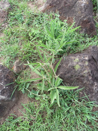 Cyphostemma serpens