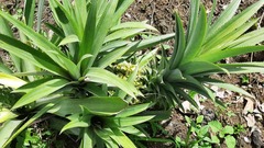 Ananas comosus